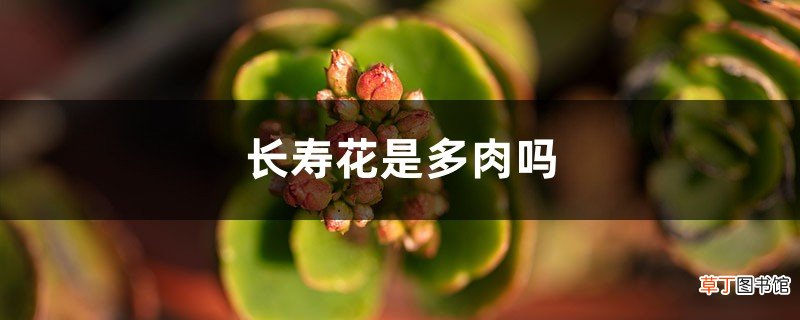 长寿花是多肉吗，如何对长寿花浇水