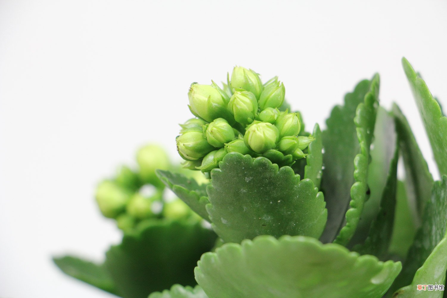 长寿花是多年生植物吗，叶子上长白霜然后变干是怎么回事