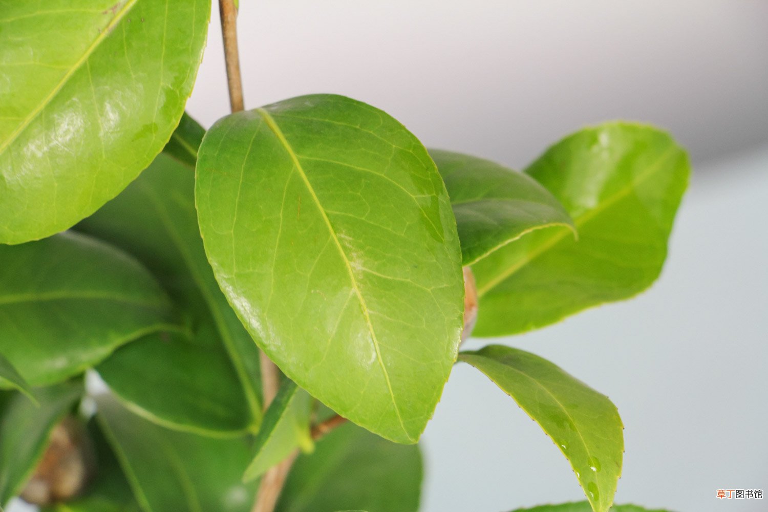 山茶花是什么季节开的，山茶花是哪个市市花