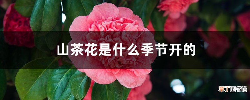 山茶花是什么季节开的，山茶花是哪个市市花