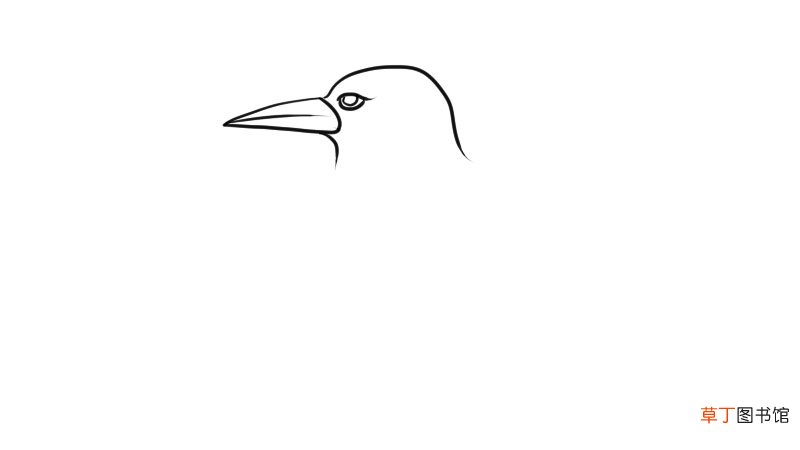 翠鸟简笔画怎么画翠鸟简笔画步骤