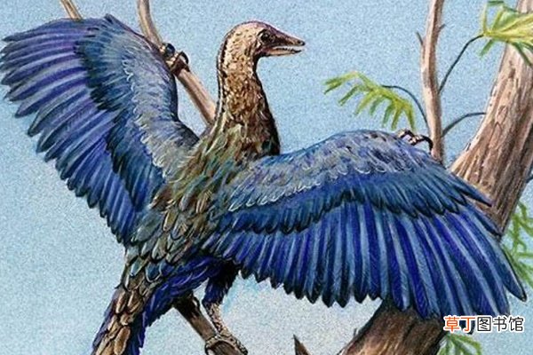 鸟的祖先是什么动物?全身长满羽毛能滑翔或低飞