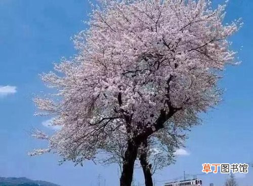 比跑步还慢 世界上最慢的火车,日本雪龟号14公里/小时