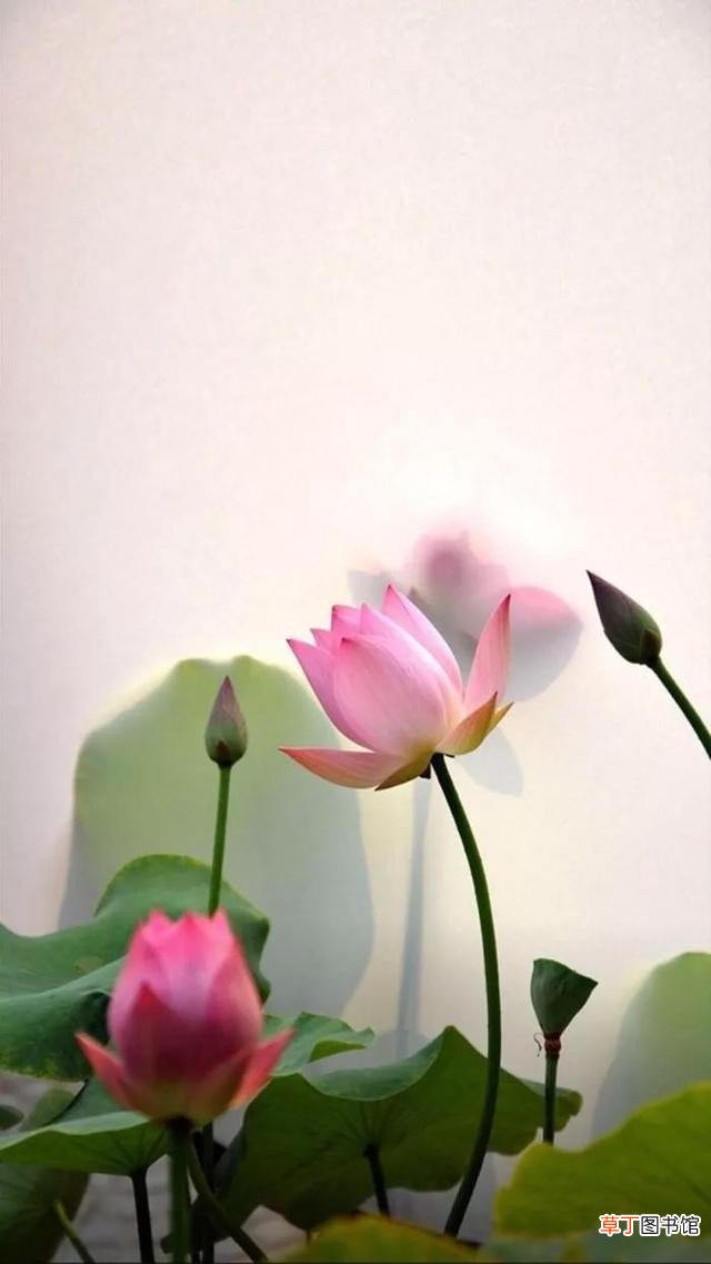 淡雅有品位的图片 有品位有涵养的图片