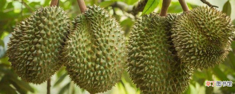 榴莲一次吃多少合适