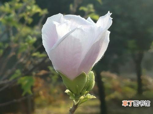 黄四娘家花满蹊的下一句是什么-简短介绍