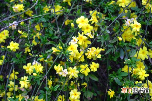 黄四娘家花满蹊的下一句是什么-简短介绍