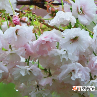 黄四娘家花满蹊的下一句是什么-简短介绍