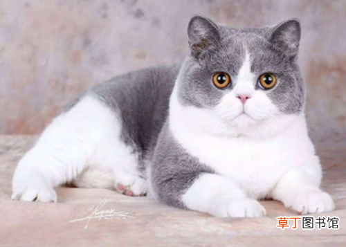 简短介绍 发腮是什么意思