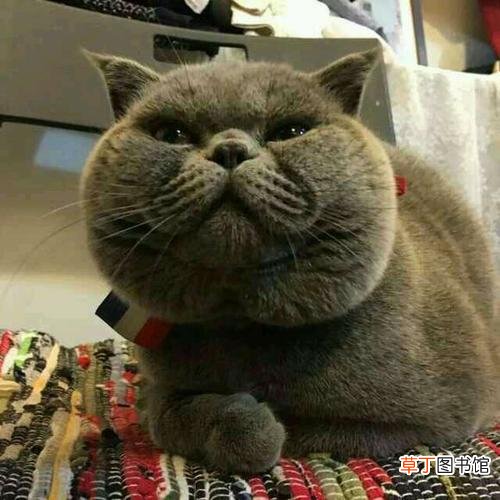 简短介绍 发腮是什么意思