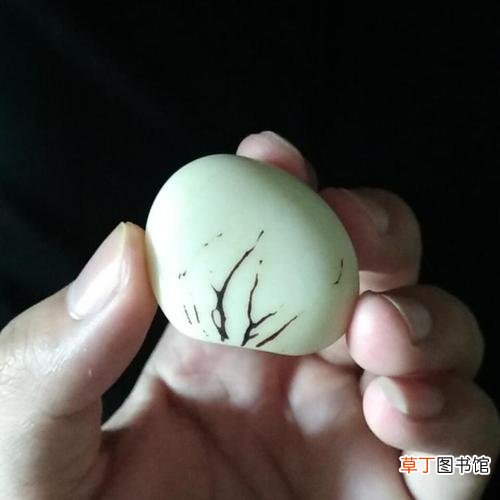象牙果是什么东西-简短介绍