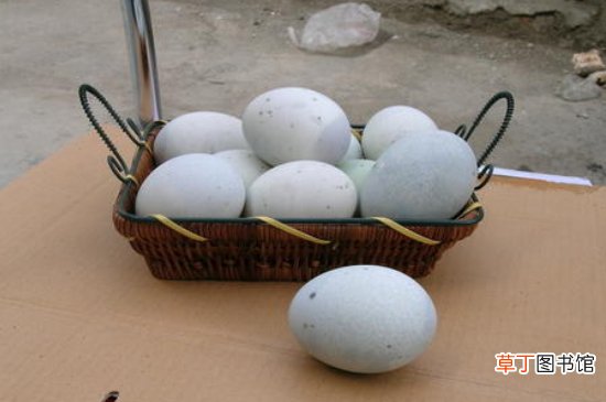 皮蛋可以放多久