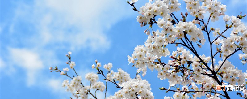 梨花初带夜月,海棠半含朝雨的意思 见梨花初带夜月