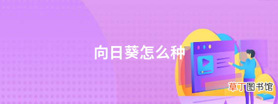 向日葵怎么种，向日葵高产管理技术有哪些？
