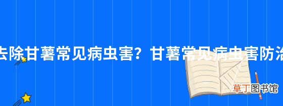 如何去除甘薯常见病虫害？甘薯常见病虫害防治技巧