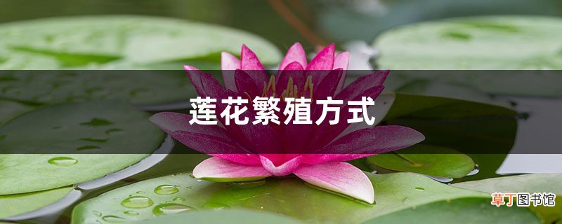 莲花繁殖方式，莲花能自己在家繁殖吗