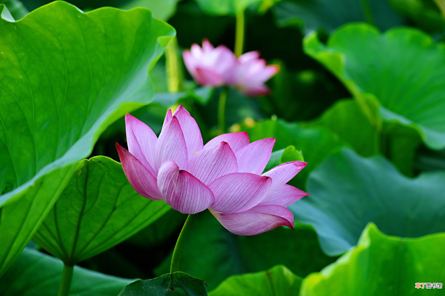 莲花繁殖方式，莲花能自己在家繁殖吗