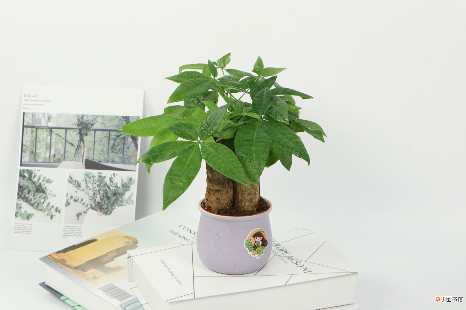 发财树小苗多少钱一棵，怎么种植方法