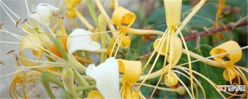 金银花和二花的区别，金银花图片