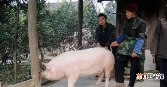 湖南再生人事件,竟然有人是白猪转世