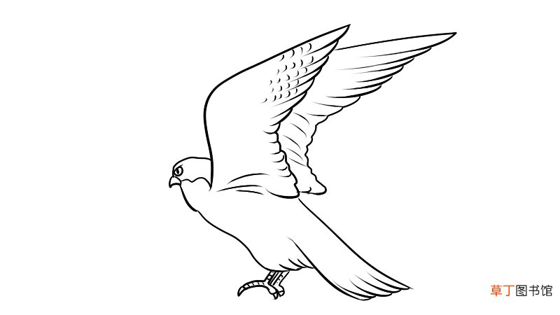 燕隼简笔画 燕隼的画法