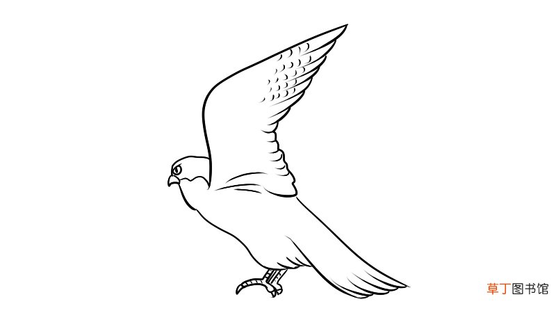 燕隼简笔画 燕隼的画法