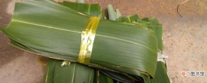 新鲜粽叶臭了还能用吗