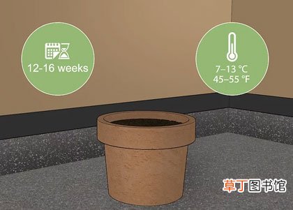 正确步骤详解 郁金香种球怎么种植
