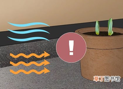 正确步骤详解 郁金香种球怎么种植