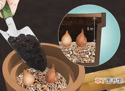 正确步骤详解 郁金香种球怎么种植
