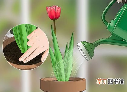 正确步骤详解 郁金香种球怎么种植