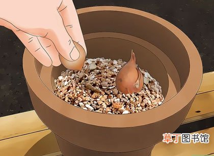 正确步骤详解 郁金香种球怎么种植