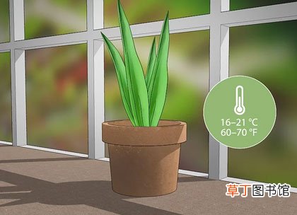 正确步骤详解 郁金香种球怎么种植