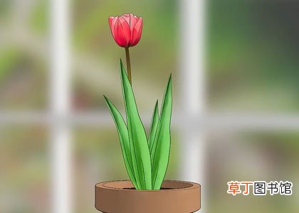正确步骤详解 郁金香种球怎么种植