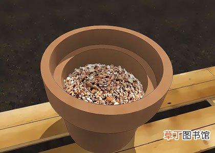 正确步骤详解 郁金香种球怎么种植