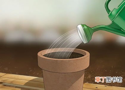 正确步骤详解 郁金香种球怎么种植