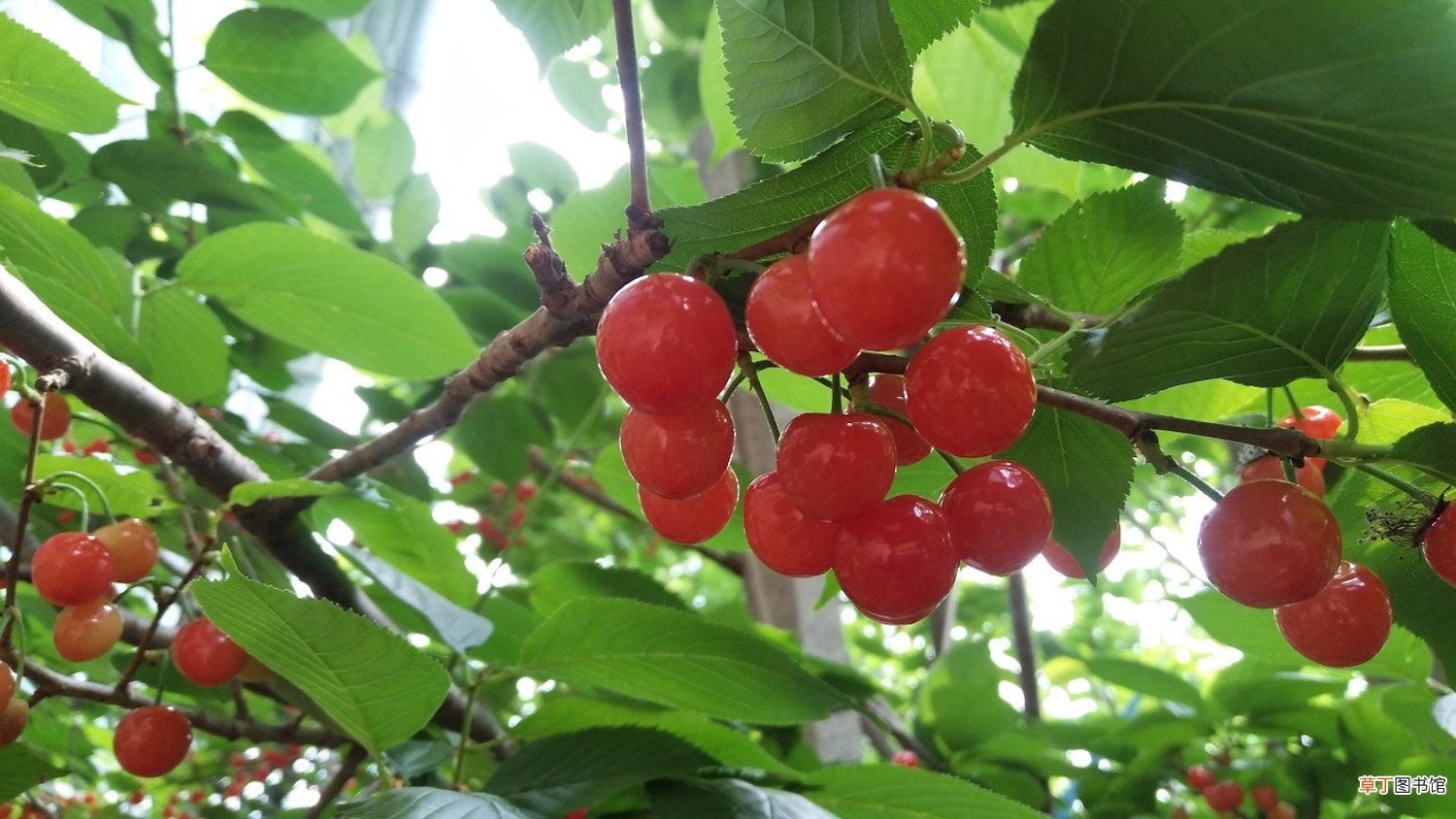 樱桃的品种介绍，樱桃的图片