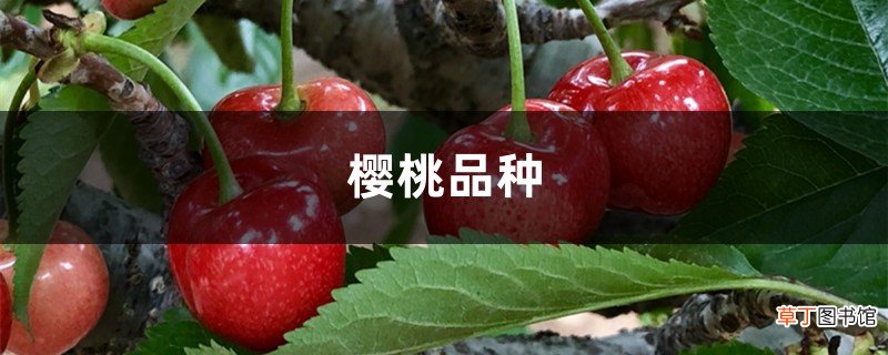 樱桃的品种介绍，樱桃的图片