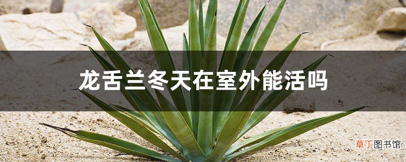 龙舌兰冬天在室外能活吗，龙舌兰冬天怎么养