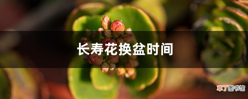 长寿花换盆时间，换盆后叶子发软怎么办