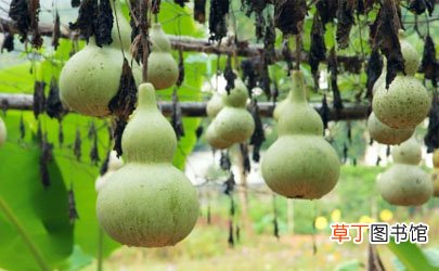 一串五个葫芦挂在家里好不好