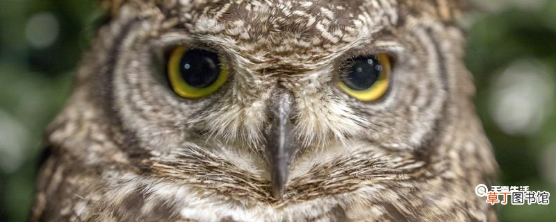 猫头鹰搬家这则寓言告诉我们什么道理 猫头鹰搬家的故事告诉我们什么道理