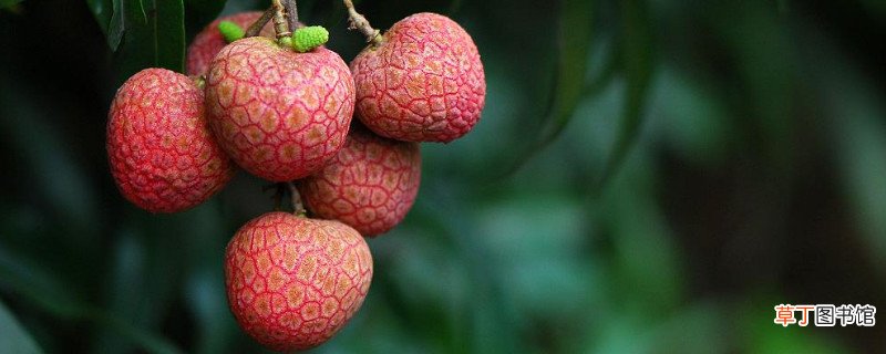 芒果和荔枝能一起吃吗