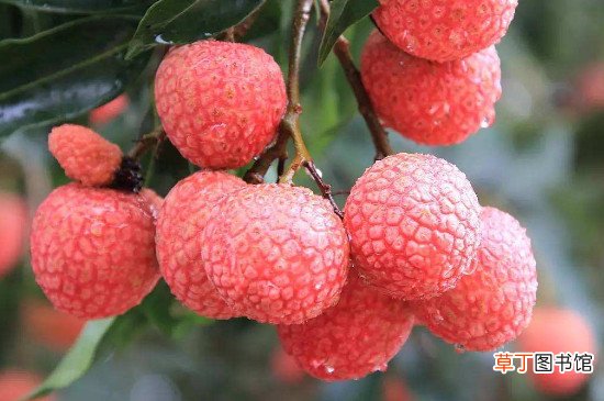 荔枝和杏子能一起吃吗