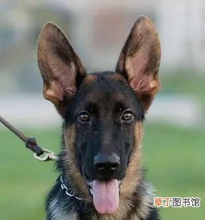 德国SV本部展SG23哈林 德牧耳号查询