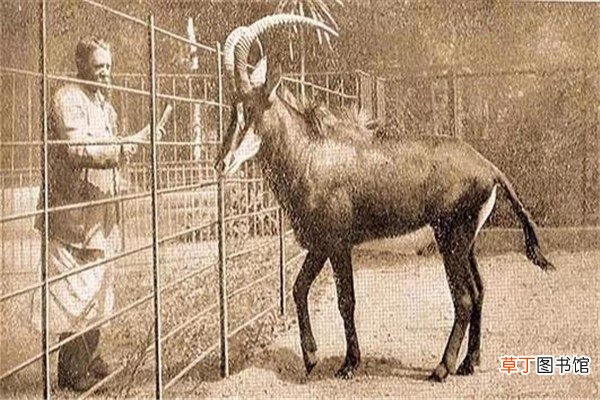 蓝马羚,美丽的皮毛带来杀身之祸,灭绝于1880年