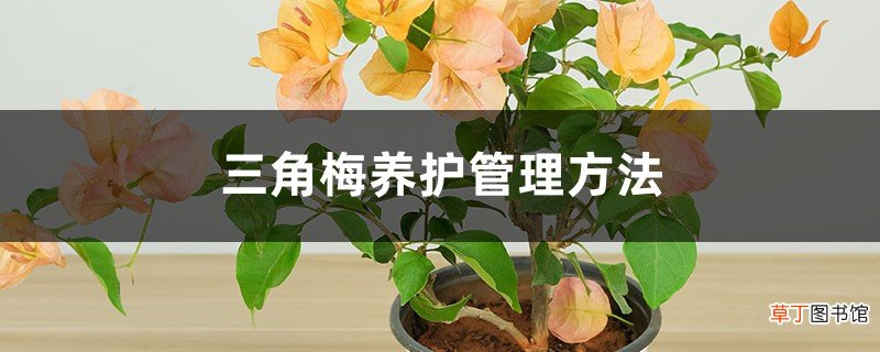 三角梅养护管理方法，开花几天就掉为什么