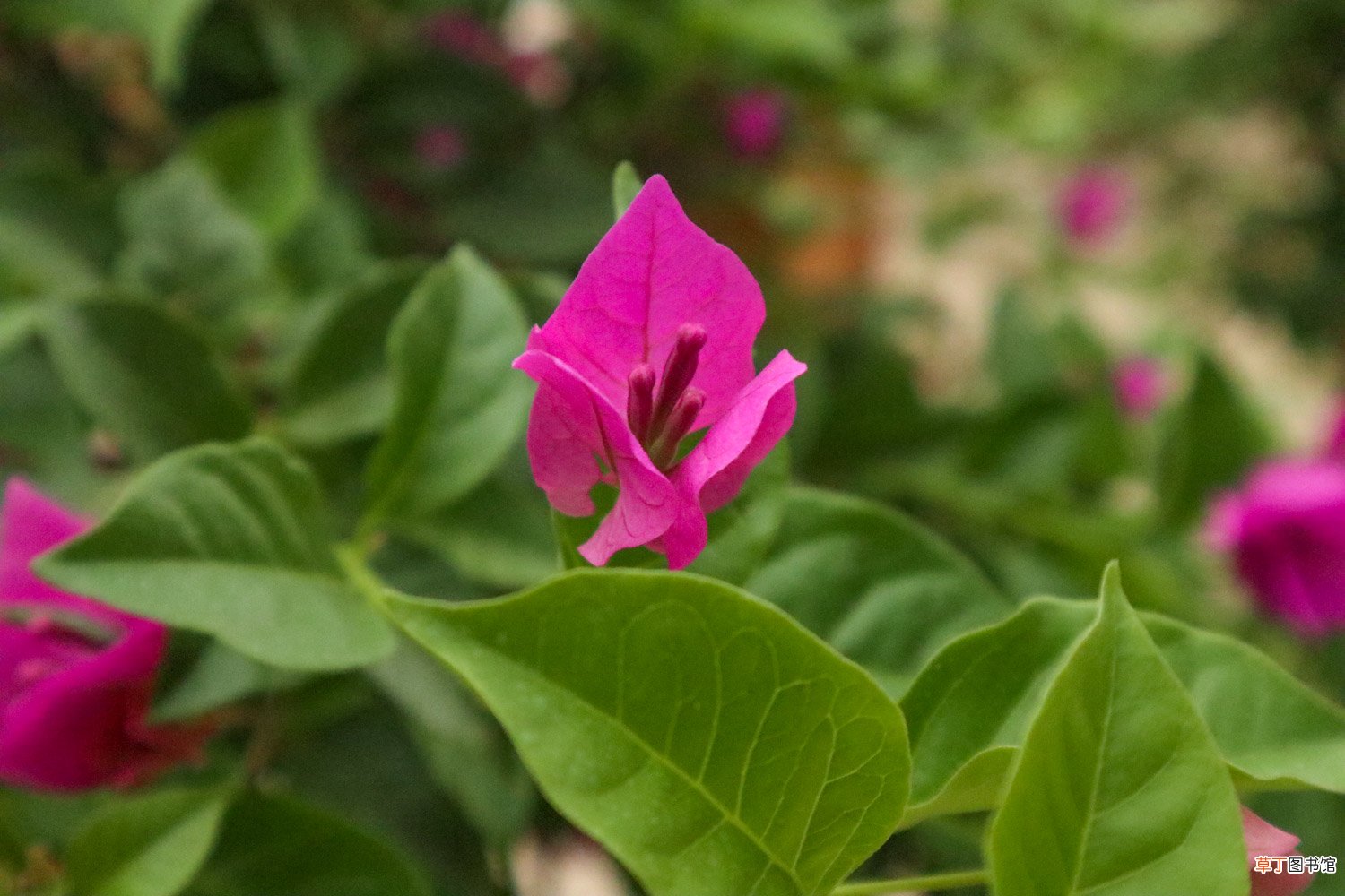 三角梅开花期间的管理，开花颜色浅是怎么回事