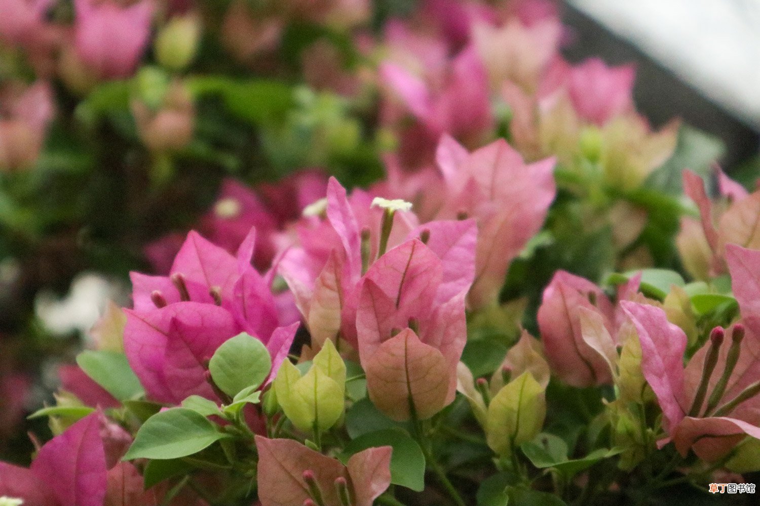 三角梅冬季开花吗，开花后怎样管理