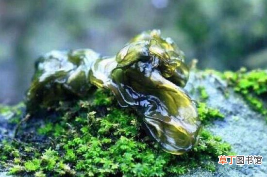 地皮菜能冷冻吗